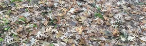 Multi-colored leaves covering the ground.