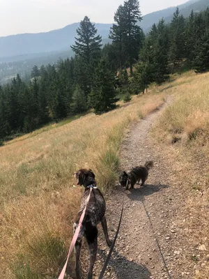 On path with two dogs; trees and hazy mountains on horizon