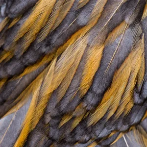 Multi-colored brown and orange feathers.