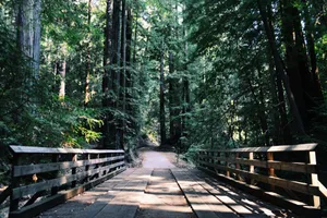 Wooden bridge going through Redwood forest.